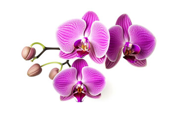 Purple orchid flowers isolated on white background.Generative Ai.