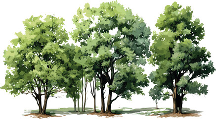 Tree watercolor style vector illustration set, graphics trees elements drawing for architecture and landscape design, elements for environment and garden, Environment, Garden, Plants, Vector graphics,