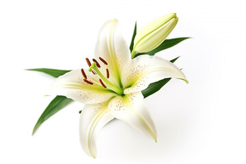Fototapeta premium Lily flower isolated on white background.Generative Ai.