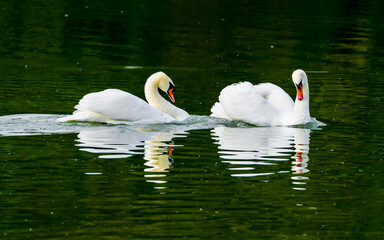 Two graceful white swans on lake, symmetrical reflections in water mirror