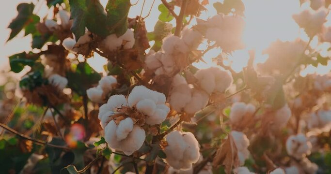Closeup shot of ready to harvest cotton at sunset. Cotton harvesting. Cotton plantation