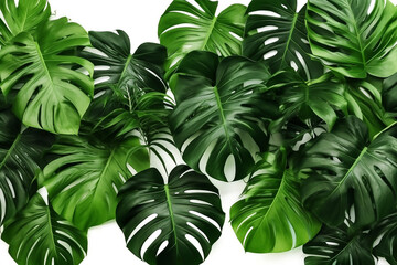 Monstera plant leaves isolated on white background.Generative Ai.