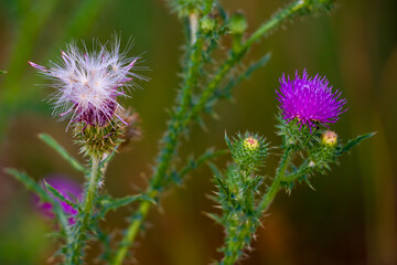 White seed and purple flower of thistle in the meadow