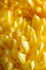 light closeup of yellow Chrysant flower. Large Chrysanthemum flower