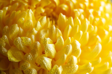 light closeup of yellow Chrysant flower. Large Chrysanthemum flower