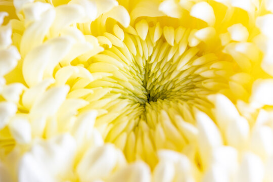 light closeup of yellow Chrysant flower. Large Chrysanthemum flower