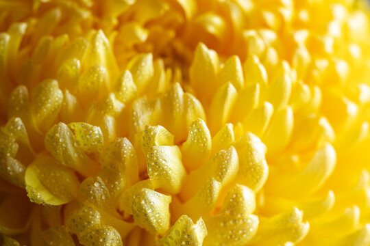 light closeup of yellow Chrysant flower. Large Chrysanthemum flower