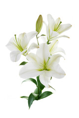 White lily flower isolated on a white background.