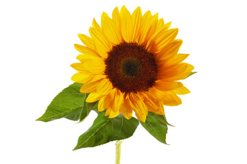 Sunflower isolated on white background