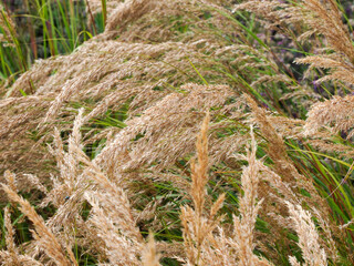 Silberährengras (Achnatherum calamagrostis)