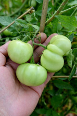 closeup the bunch ripe green tomato holding hand with plant in the farm soft focus natural green brown background.