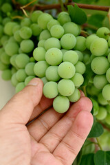 closeup the bunch green ripe grapes holding hand with vine and leaves on the sky background.