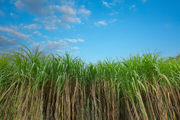 sugar cane farm,Road for the Sugar cane Field, thailand
