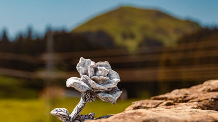 Details of a stone rose at Mount Hochbrixen, Brixen im Thale, Kitzbuehel, Tyrol, Austria