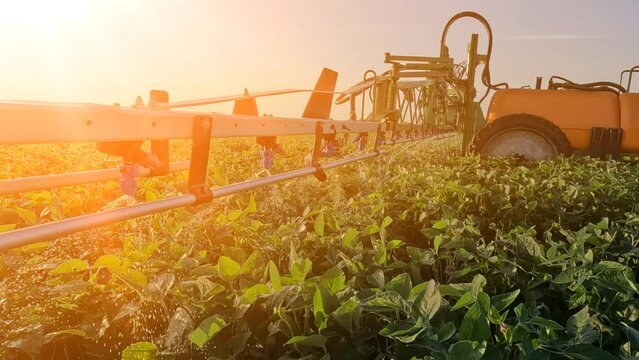 Crop sprayer spraying pesticide on a soybean field at sunset, tractor and crop sprayer protection plants to increase crop yield, slow motion