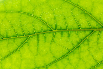green macro leaf,Closeup leaf texture. Green tropical plant close-up. Abstract natural floral background Selective focus, macro. Flowing lines of leaves
