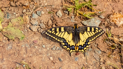 Papilio machaon, swallowtail butterfly, on a sunny summer day at Brixen im Thale, Tyrol, Austria