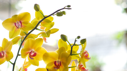 Background flower, yellow orchids, Phalaenopsis, in soft blurred style, selective focus point.