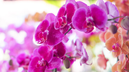 Bright purple orchids on a branch