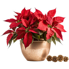 Poinsettia on gold pot isolated on transparent background. Generative AI. 