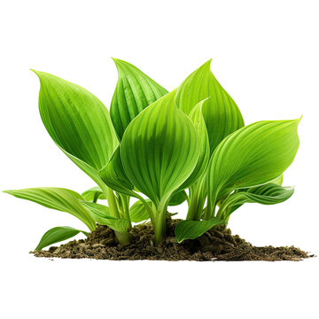 Bush hosta isolated on transparent background. Generative AI.