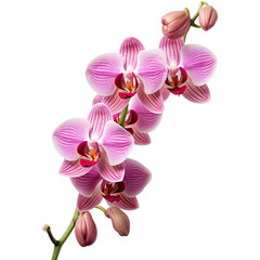 Fototapeta premium Orchid flowers branch isolated on transparent background. Generative AI