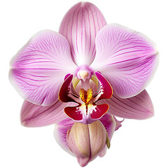 Orchid flower isolated on transparent background. Generative AI