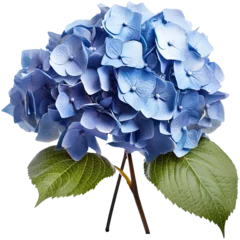 Zelfklevend Fotobehang Blue hydrangea isolated on transparent background. Generative AI © juliiapanukoffa