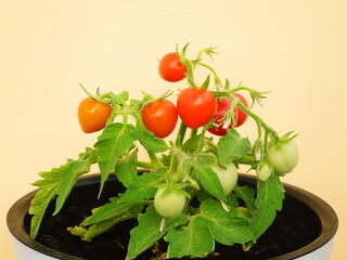 Short dwarf shrub in a pot. Bush tomatoes cherry on the windowsill. Green and blooming home plants with red fruits. Bonsai tomato, side view, copy space, closeup.	