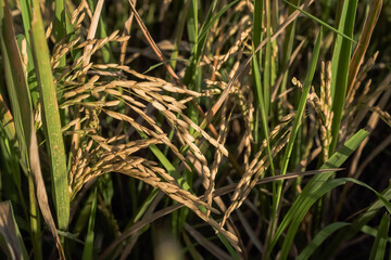Close-up of paddy rice grains at field ready to be harvested with sunset sunlight. Concept for agriculture, urban farming, food security, stability, World FAO United Stations Organization.