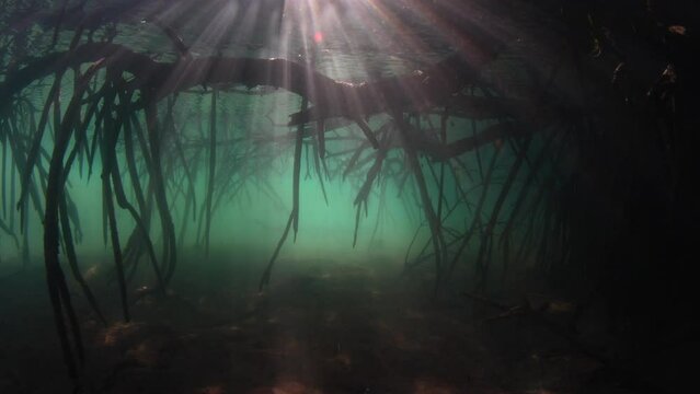 Sunlight pierces the dark shadows of a mangrove forest growing in Komodo National Park, Indonesia. Mangroves serve as vital nursery areas for fish and invertebrates. They also reduce runoff from land.