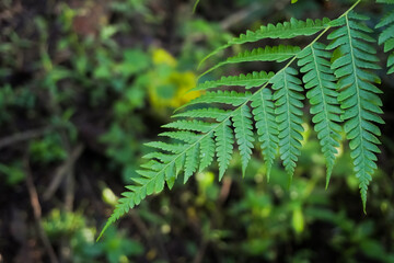 Texture of wild ferns leaves growing in a forest in the morning and sunlight through the trees. Natural leaf pattern