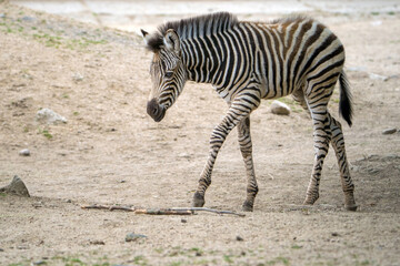 Fototapeta na wymiar Baby zebra in zoo park