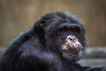 portrait of a chimpanzee in zoopark