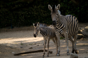 zebra with baby in zoopark