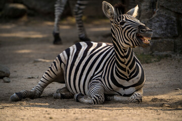 Fototapeta na wymiar Laughing zebra in zoo park