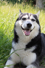 Photo of a purebred Siberian Husky pet dog smiling and looking at the camera
