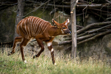 baby bongo antelope in zoopark