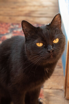 photo of a black cat sitting on the floor and looking at the camera
