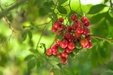 Close-up photo of Red berries on a branch in the garden in summer with bokeh backgrounds. Selective focus on garden berries.