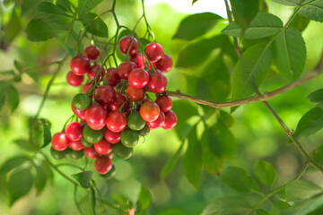Close-up photo of Red berries on a branch in the garden in summer with bokeh backgrounds. Selective focus on garden berries.