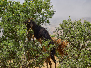 goats standing and climbing in a argan oil tree and feeding from the leaves in the dry and arid...