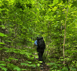 Bergwanderer mit Rucksack verschwindet auf einem schmalen Pfad im Unterholz im Gebiet der Hochplatte, Chiemgau, Alpen, Bayern, Deutschland