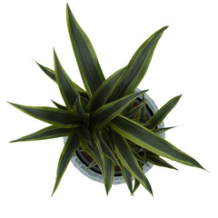 Plantas-Plants-Top view of product(Humanized plants)