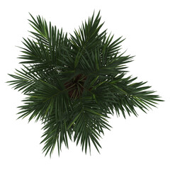 Plantas-Plants-Top view of product(Humanized plants)