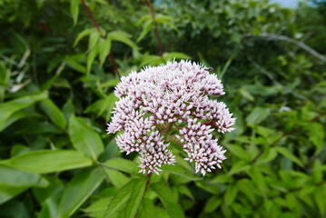 Mount Tanigawa is One of Japan’s famous 100 mountains. Mount Tanigawa, Tanigawadake is a craggy, rugged mountain found on the border of Gunma and Niigata prefectures in northern Minakami.