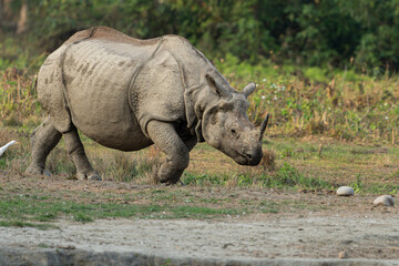 Naklejka premium Rhinoceros of Jaldapara National Park
