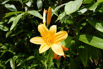 Obraz premium Mount Tanigawa is One of Japan’s famous 100 mountains. Mount Tanigawa, Tanigawadake is a craggy, rugged mountain found on the border of Gunma and Niigata prefectures in northern Minakami.