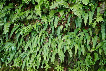 Mount Tanigawa is One of Japan’s famous 100 mountains. Mount Tanigawa, Tanigawadake is a craggy, rugged mountain found on the border of Gunma and Niigata prefectures in northern Minakami.