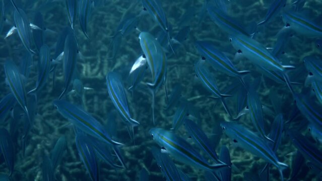 Underwater shot of a shoal of Blue fish Scissortail Fusilier in the Pacific ocean. Concept of marine life.